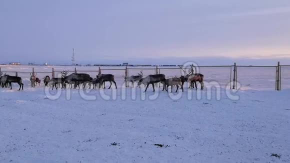 北极乌拉尔山脉北极雪全地形车辆河流视频的预览图