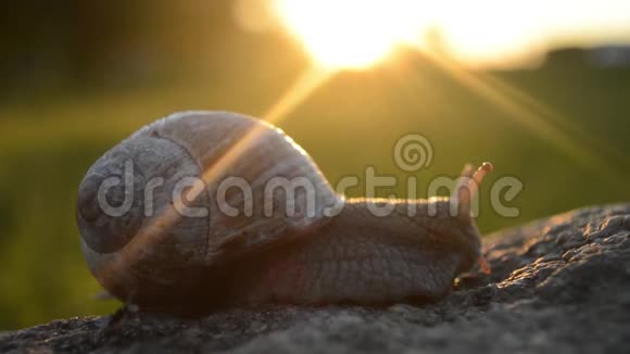 在夕阳下的石头上蜗牛视频的预览图