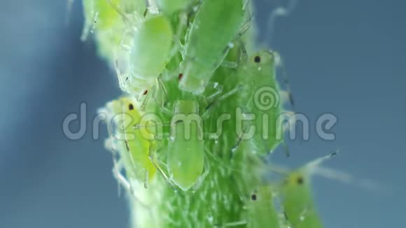 绿色茎上的蚜虫视频的预览图
