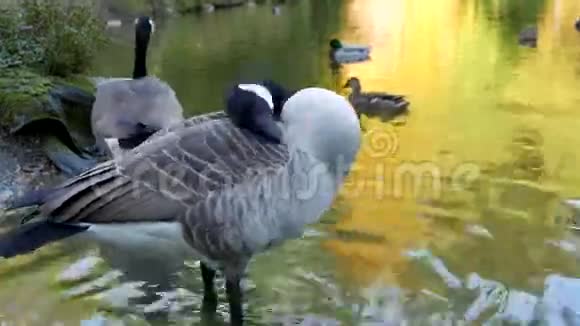 加拿大鹅在湖上视频的预览图