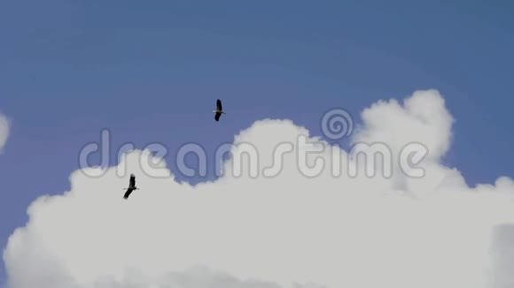 两只黑鹳在天空中飞翔视频的预览图