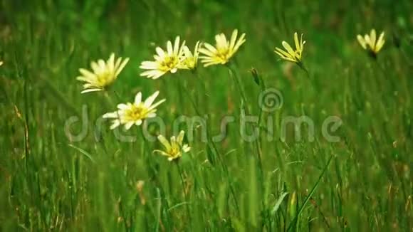 黄色的雏菊和野草的小穗迎风飞舞视频的预览图