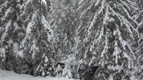 冬天在漫天飞舞的雪花下覆盖着厚厚的雪的云杉树视频的预览图