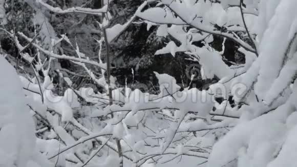 喀尔巴阡山上白雪皑皑的松林中飞舞的雪花视频的预览图