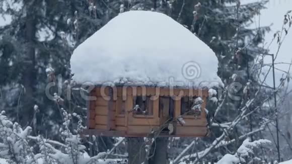 斯洛莫喀尔巴阡山脉冬季的小型鸟类饲养员视频的预览图