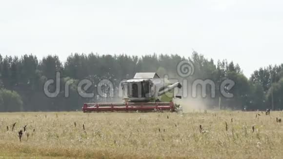 空中景色飞越联合收割机的顶部因为它在夏季的一天把小麦倒在田间视频的预览图