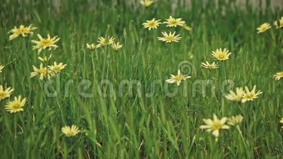 许多野草中的雏菊在微风中摇曳视频的预览图