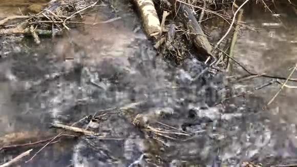 春天森林里流淌的小溪视频的预览图