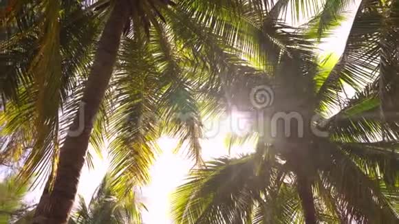 棕榈树的叶子背景有阳光视频的预览图
