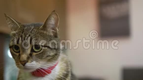 特写镜头肖像穿着红色防蚤项圈的条纹猫视频的预览图