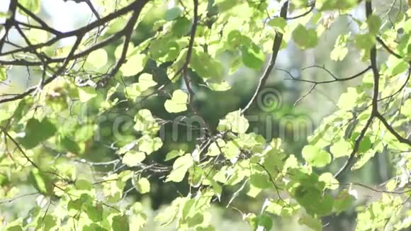 桦树的绿叶在风中摇摆视频的预览图