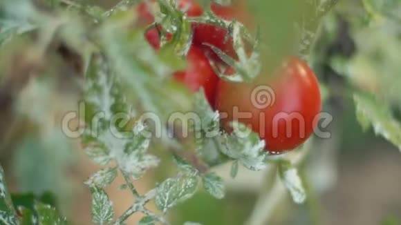成熟的西红柿生长在灌木丛中视频的预览图