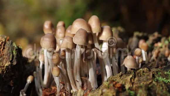 真菌或蘑菇生长在一个腐烂的树桩在英国的林地视频的预览图