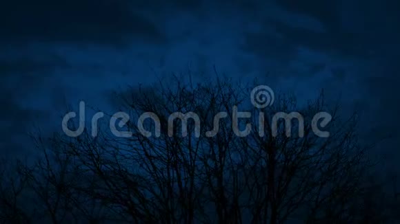 光秃秃的树顶在夜色中飘过云彩视频的预览图