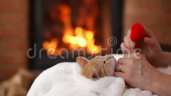 小猫在壁炉边和主人玩视频的预览图