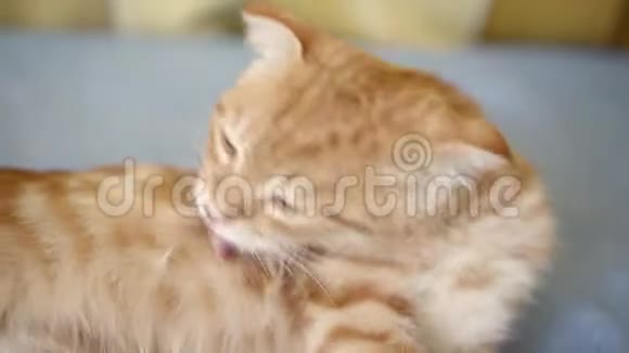 橙色生姜苏格兰褶皱小猫舔躺在蓝色毯子特写视频的预览图