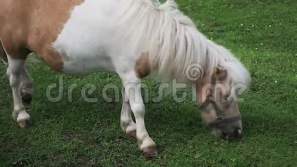 小马在农场吃草视频的预览图