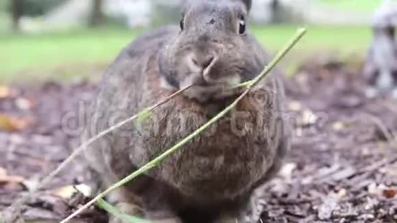 小灰兔在花园里旋转一片新鲜的绿色干草嘴巴看起来很可爱视频的预览图