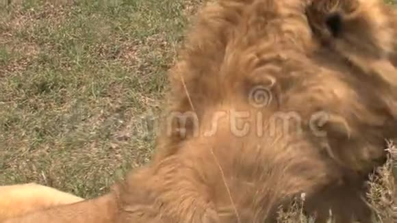 狮子在草原上休息视频的预览图