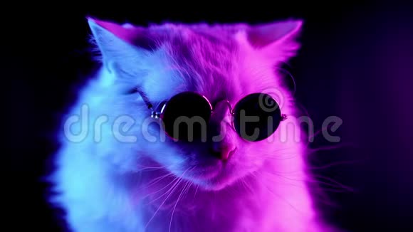 带长发圆眼镜的高原直猫的肖像霓虹灯视频的预览图