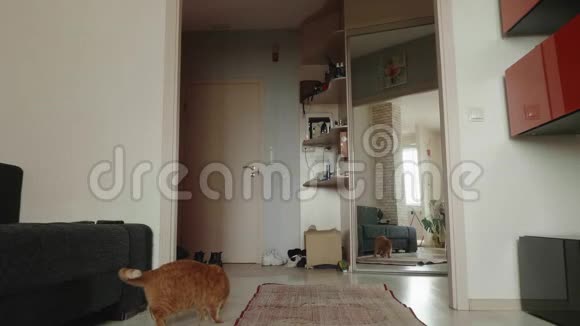 红色英国猫抓起来闻地毯在地板上并检查它家里有只好奇的猫视频的预览图