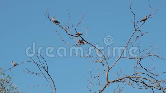鸽子盘旋在树枝上求偶视频的预览图