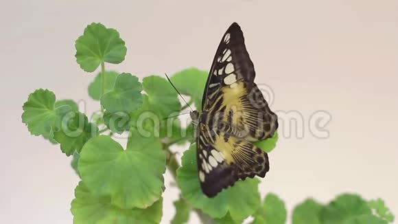 美丽的蝴蝶栖息在花朵上特写大蝴蝶坐在绿叶上昆虫栖息在大自然中视频的预览图