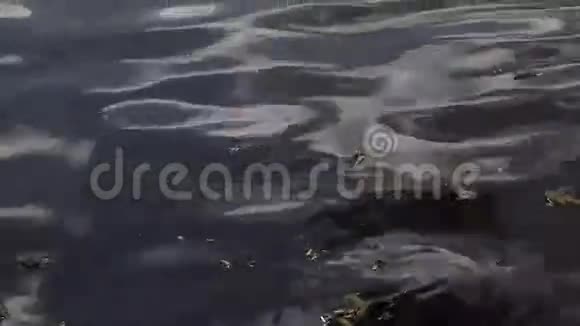 漆黑的湖水视频的预览图