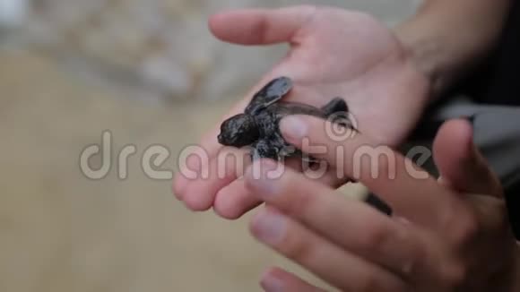女孩手掌上的小乌龟视频的预览图