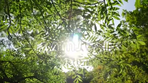 阳光透过一棵绿树的树枝视频的预览图