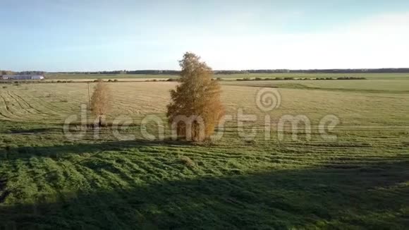 鸟瞰一望无际的绿野与孤独的黄树视频的预览图