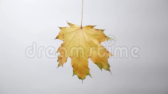 秋天的枫黄叶在白色的背景上随风摆动视频的预览图