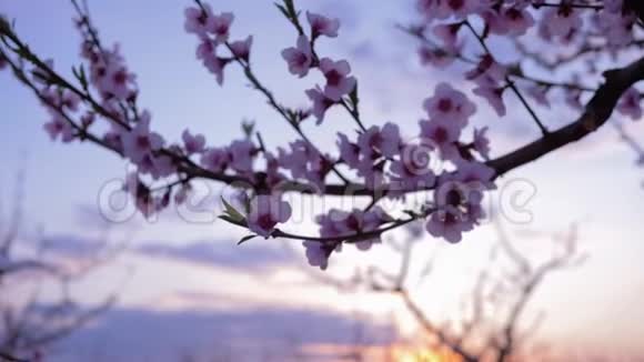 在花园里的杏树特写镜头上美丽的嫩粉色花朵视频的预览图