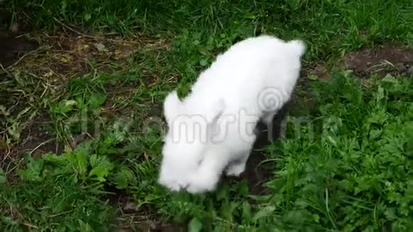 一只小兔子在农场里走来走去视频的预览图