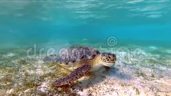 海龟切洛尼亚麦达斯在海藻草地上游泳视频的预览图