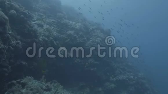 在珊瑚礁背景下在海里游泳的鱼水下生活和海洋世界潜水时水下射击视频的预览图