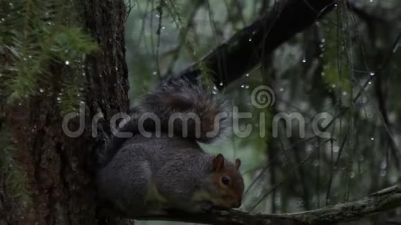 在森林里灰松鼠抱着树枝视频的预览图