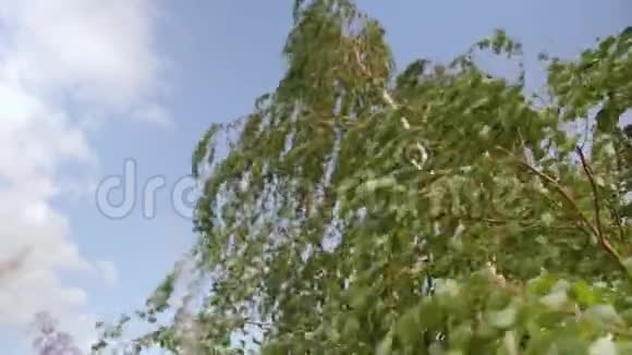 白桦树在大风下弯曲碧空绿顶特写镜头视频的预览图