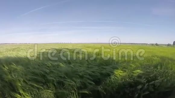 小麦穗在风中缓缓移动视频的预览图