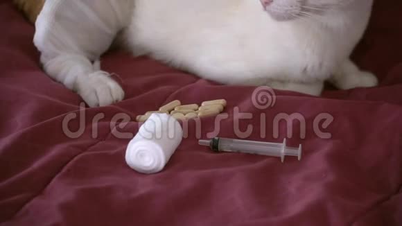 受伤的猫在家里康复视频的预览图