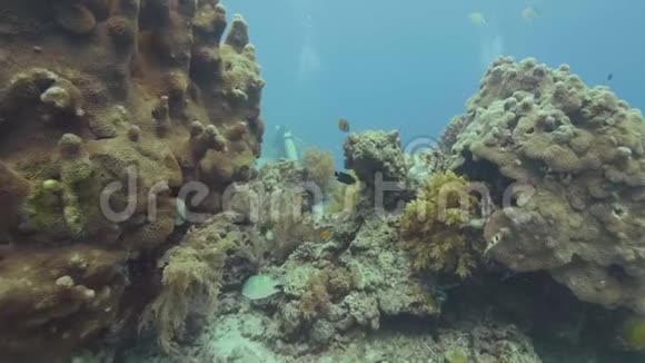 热带鱼游过五颜六色的珊瑚礁在海上潜水者在水下游泳观赏海洋生物视频的预览图