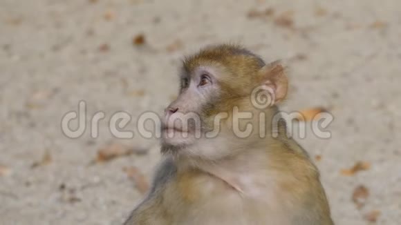 猴子吃食物视频的预览图