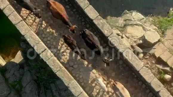 从罗马桥上鸟瞰牛群的经过埃斯特雷马杜拉市西班牙视频的预览图