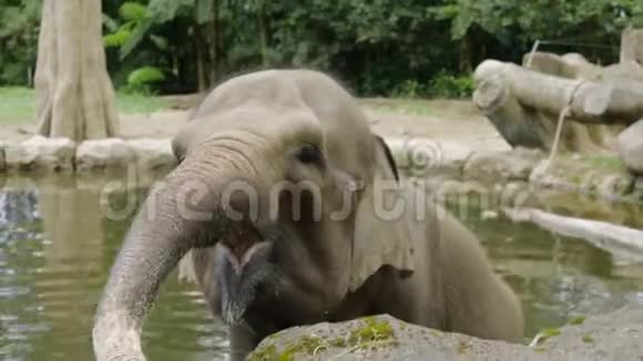 小象在池塘里洗澡视频的预览图
