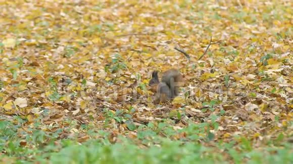 松鼠坐在地上的落叶上吃坚果野松鼠在跳跃用爪子抓住橡子慢动作视频的预览图