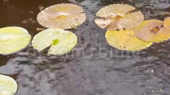 百合垫在水面上池塘里的水若虫热带花卉背景视频的预览图