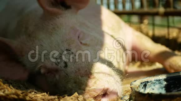家猪猪母猪睡觉猪在笼形特写或细节粉红色鼻子繁殖生物有机视频的预览图