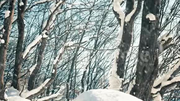 降雪中的森林树木视频的预览图