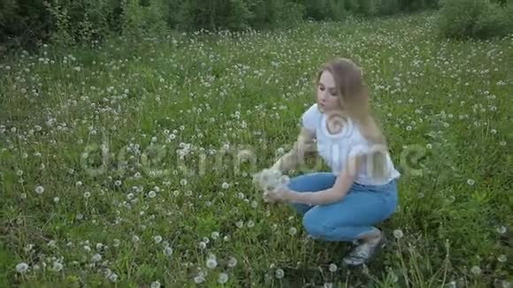 女孩在草地上收集花蒲公英视频的预览图