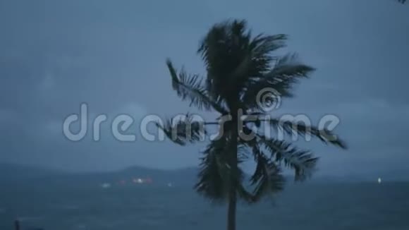 棕树在风中天空和海洋背景阴暗视频的预览图